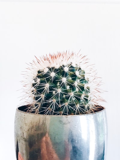 绿色的仙人掌在灰色的锅
